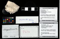 Foto (Objekt + Etikett) von Longodromites excisus (von Meyer 1857)  (NHMW-GEO-2014-0194-0234)